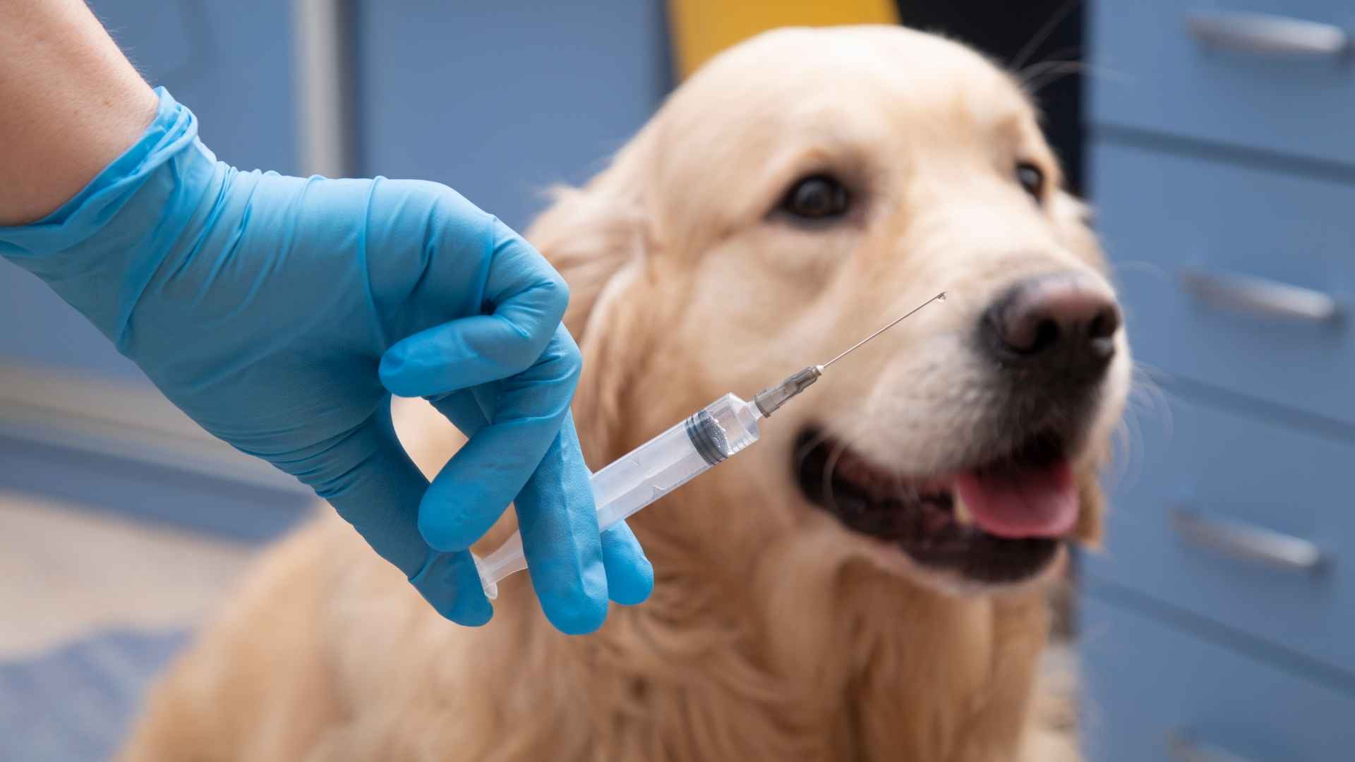 Vacunas para perros